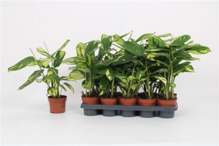 <h4>Calathea overig</h4>