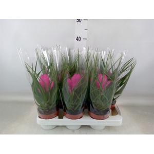 Tillandsia cyanea 'Josee'