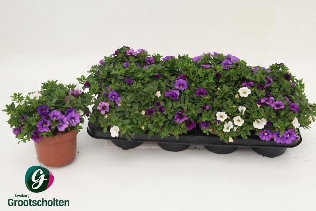 arr8 Calib Ca Mm Voltaire