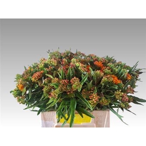 Ascl Tuberosa