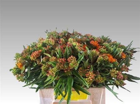 <h4>Ascl Tuberosa</h4>