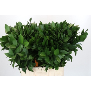 RUSCUS HYPOPHYLLUM