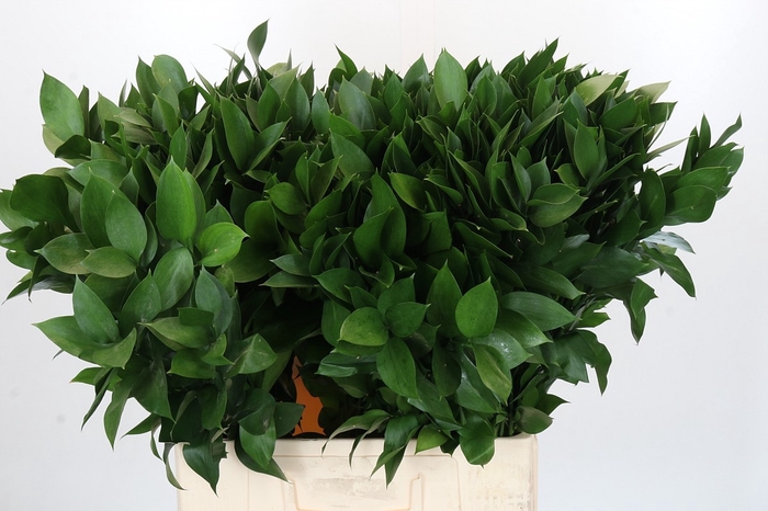 <h4>RUSCUS HYPOPHYLLUM</h4>