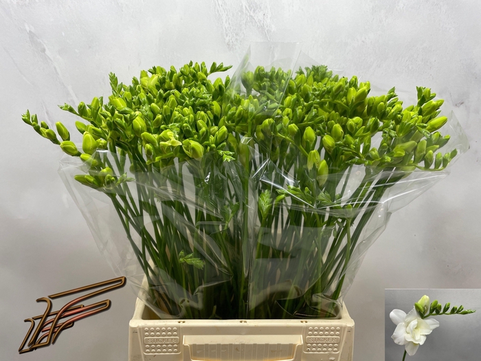 <h4>FR DU VOLANTE</h4>