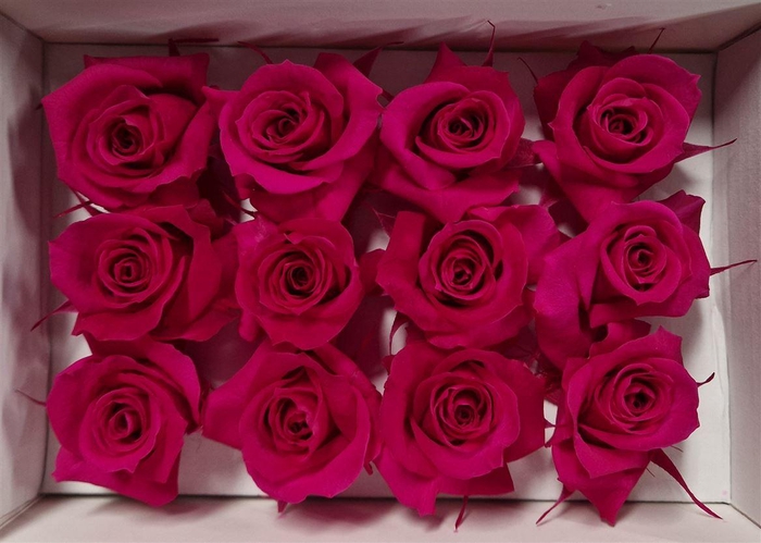 <h4>Ro Pres Mini Fuchsia</h4>