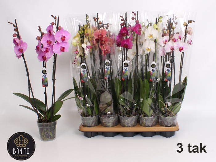 <h4>PHAL GEM 8 KL</h4>