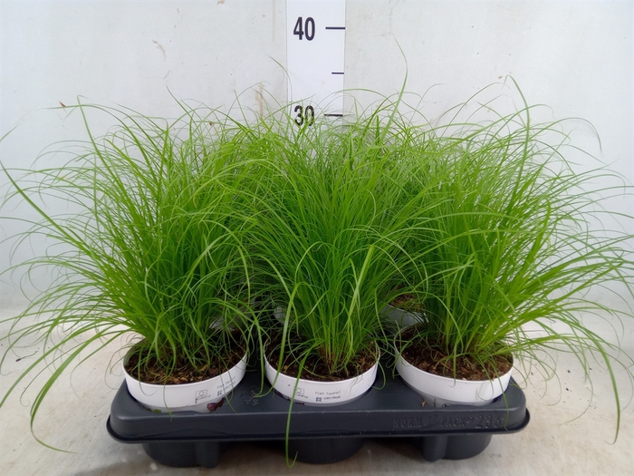 <h4>Cyperus alternifolius 'Zumula'</h4>