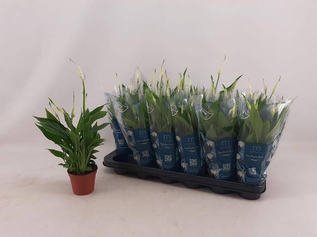 <h4>SPATH CHOPIN</h4>