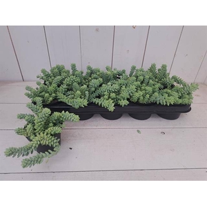 SEDUM BURRITO