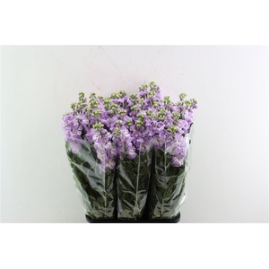 Matth Ov Lavender