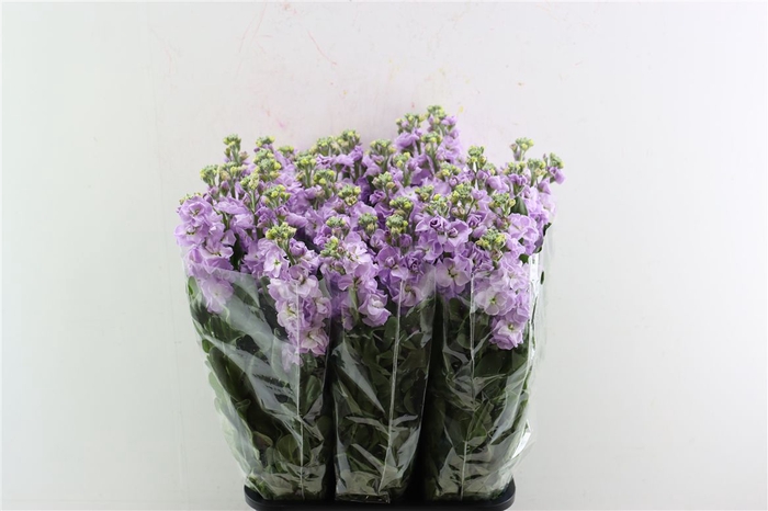 <h4>Matth Ov Lavender</h4>