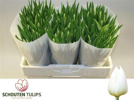 <h4>Tu En Delta White</h4>