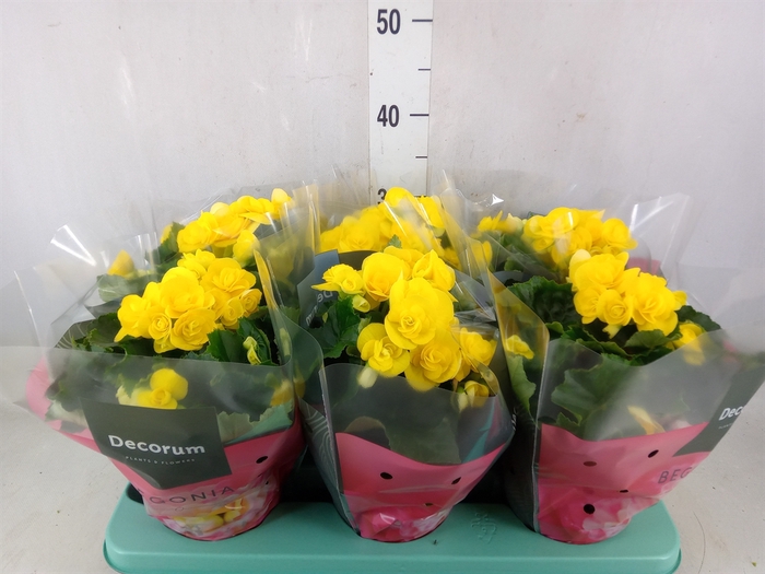 <h4>Begonia elat. HL 'Rebecca'</h4>