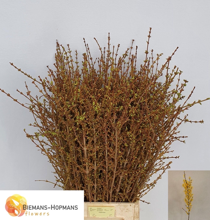 <h4>FORSY I SPECTABILIS</h4>