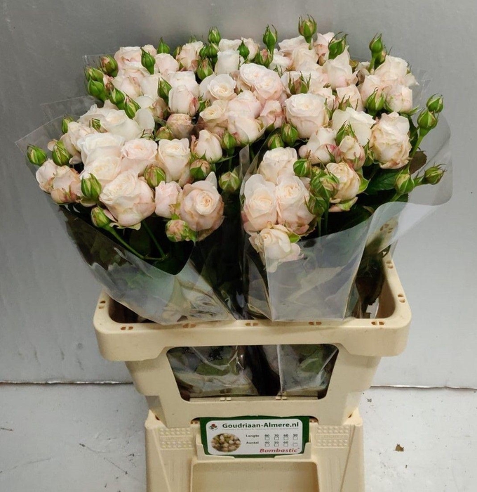 <h4>R Tr Bombastic</h4>