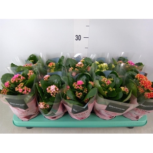 Kalanchoe blos. 'Serenity'   ...mix