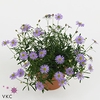BRACH ENDURING BLUE