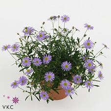BRACH ENDURING BLUE