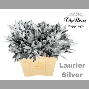 LAURIER SILVER