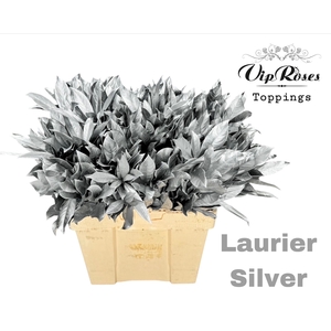 LAURIER SILVER