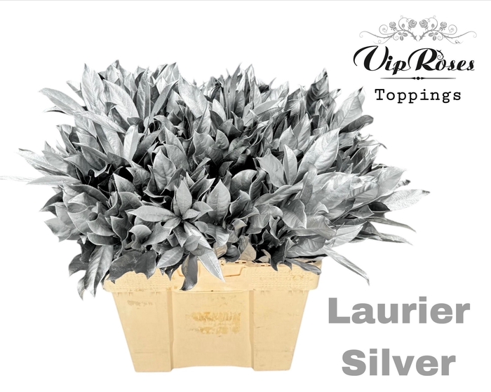 <h4>LAURIER SILVER</h4>