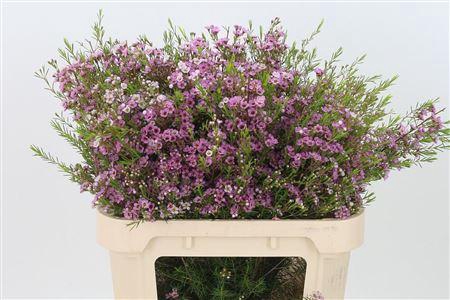 <h4>Chamelauc Pink Olivia</h4>