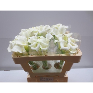 Calla Crystal Blush