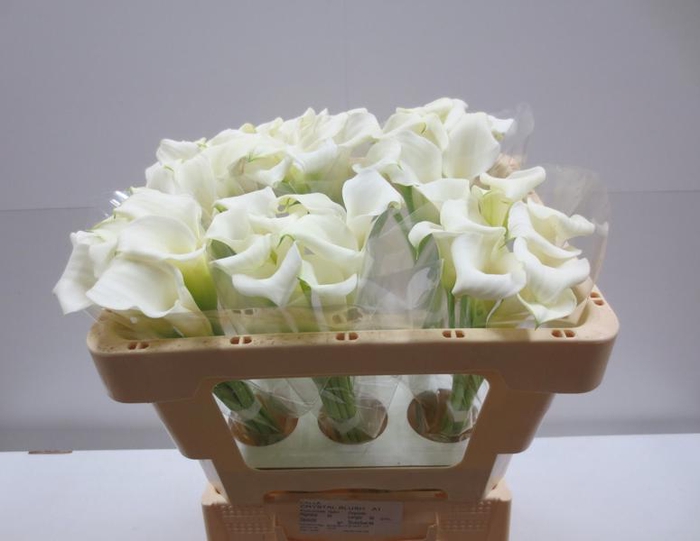<h4>Calla Crystal Blush</h4>