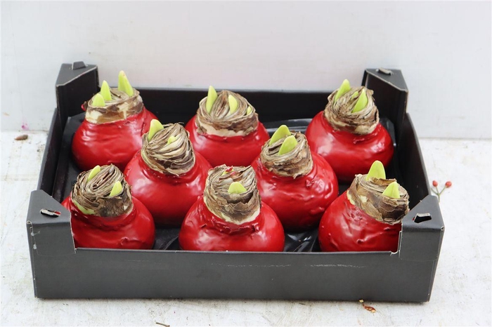 <h4>Wax Hipp Rood Kerst</h4>