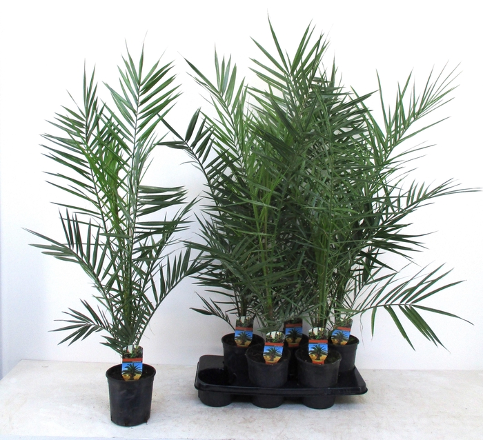 <h4>PHOENIX CANARIENSIS</h4>