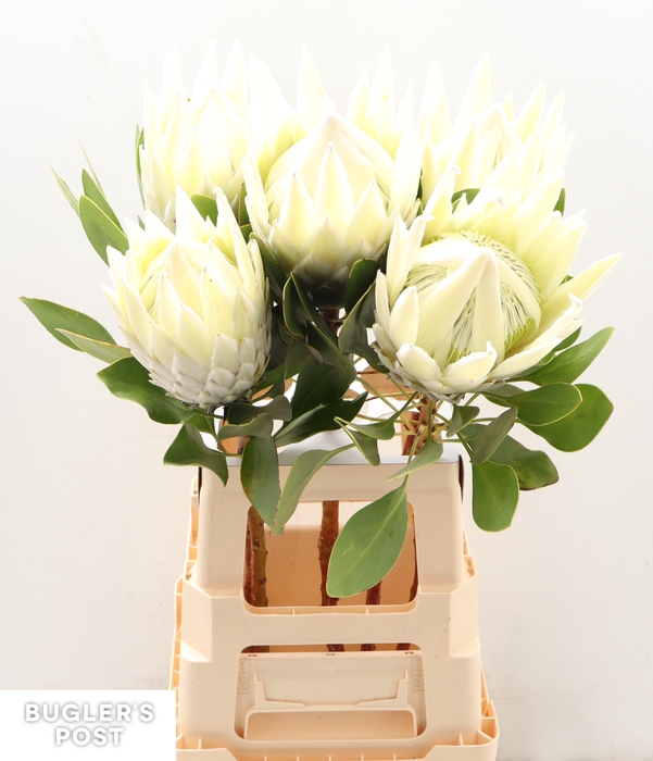 <h4>Protea Ayoba Arctic Ice</h4>