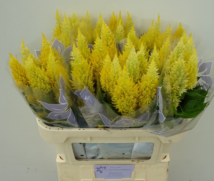 <h4>CEL P SUNDAY YELLOW</h4>