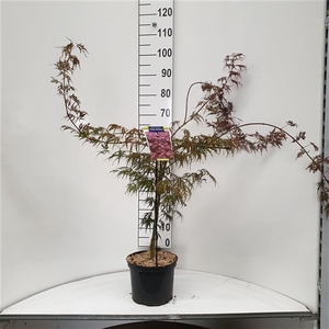 Acer pal. 'Inabe Shidare'