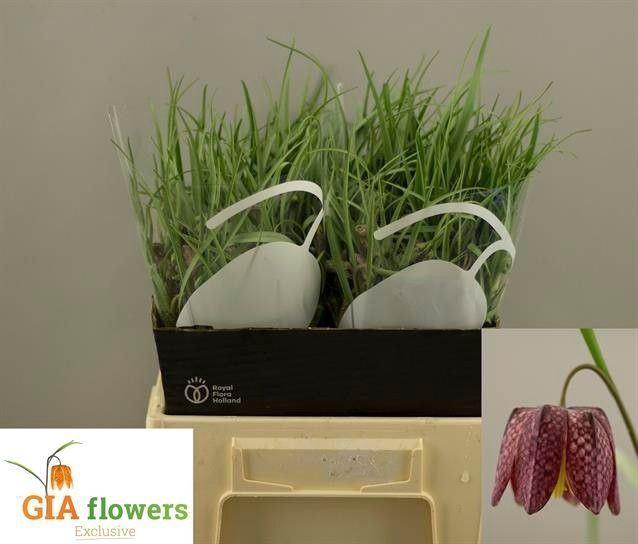 <h4>FRIT MELEAGRIS</h4>