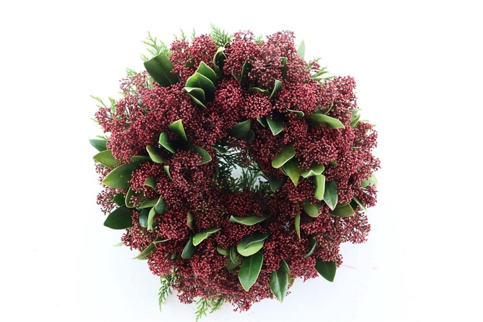 <h4>Wr Skimmia Red 30cm</h4>
