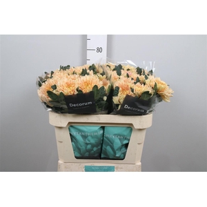 Chr G Kalimba Salmon