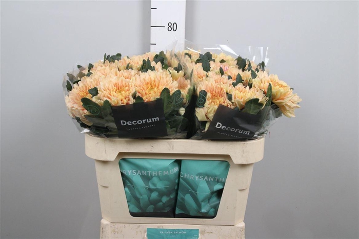 Chr G Kalimba Salmon