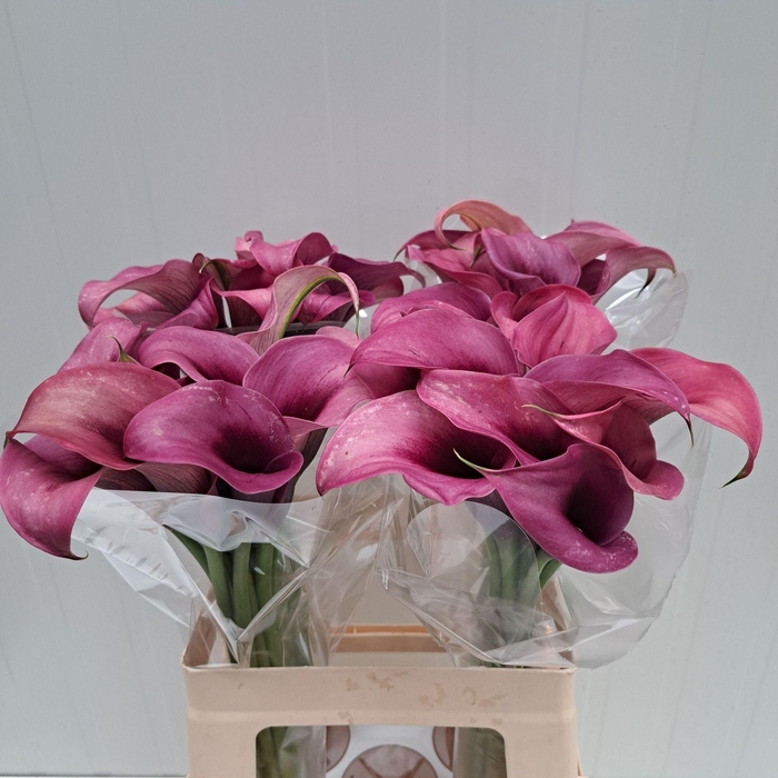 <h4>CALLA ACCENT ZANT ACCENT</h4>