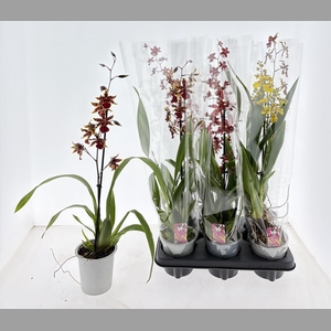 ORCHIDEEEN GEM