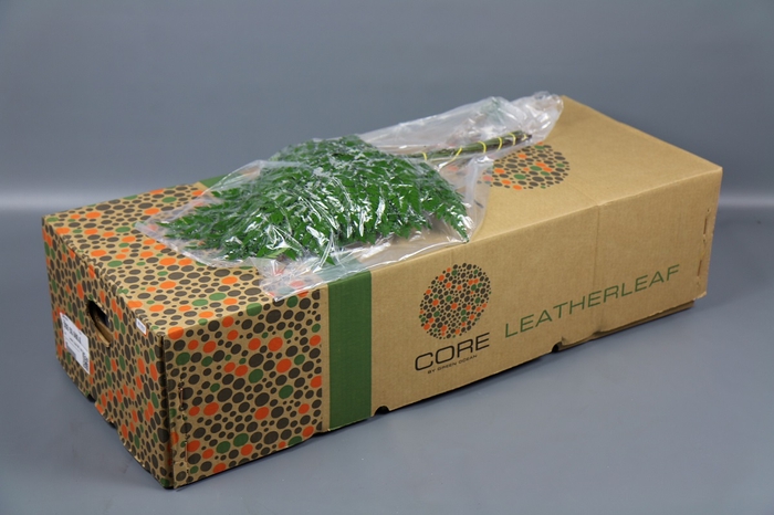 Leaf leather fern extra vacuum Core (arachniodes)