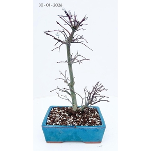 Acer palmatum deshojo, pot 19 cm.