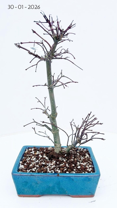 <h4>Acer palmatum deshojo, pot 19 cm.</h4>