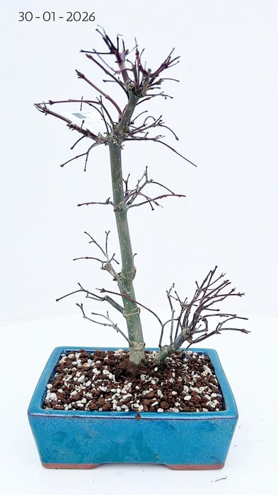 <h4>Acer palmatum deshojo, pot 19 cm.</h4>