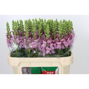 Antirrhinum Potomac Lavender