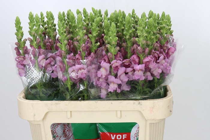 <h4>Antirrhinum Potomac Lavender</h4>