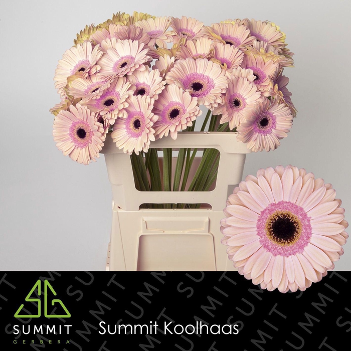 <h4>GE GR ALLIANCE</h4>