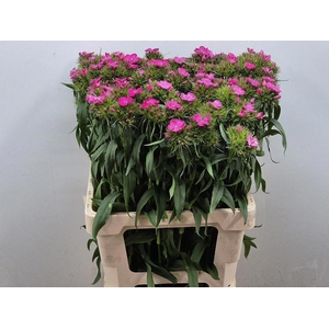 Dianthus barb Barbienne Rose