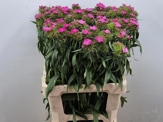 <h4>Dianthus barb Barbienne Rose</h4>