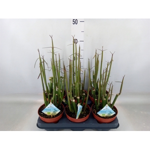 Ceropegia woodii ssp. woodii