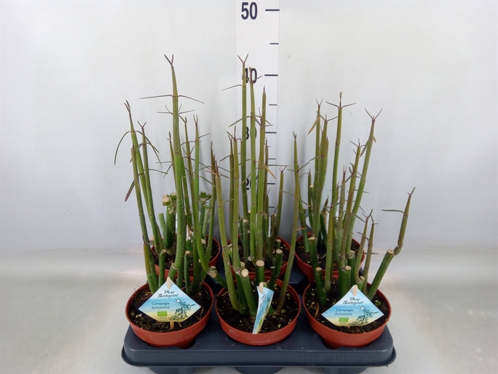 <h4>Ceropegia woodii ssp. woodii</h4>
